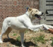 cane_cagnolone_gigante_buono_sanitario_di_rieti_adf