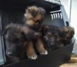 cane_cani_cuccioli_sanitario_adf
