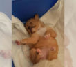 cane_cani_roberta_di_carlo_adf
