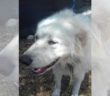 cane_cani_sanitario_piscina_cittaducale_maria_spenk_adf