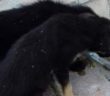 cane_cani_trovati_in_Strada_a_poggio_mirteto