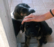 cane_cani_vale_bucci