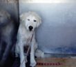cane_canile_Sanitario_di_rieti_caporio