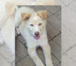 cane_chicco_laura_dexter_berardi_grimaldi