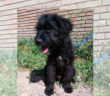 cane_cucciolo_mantello_nero_sanitario_adf