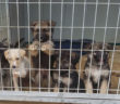 cane_cucicoli_box_sanitario_di_rieti