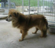cane_fara_sabina_stroncone_sanitario_di_rieti_adf