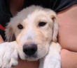 cane_jesse_adf_sanitario_di_rieti