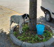 cane_legato_ad_un_albero_sabina_p&f