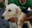 cane_leo_sanitario_di_rieti_adottato