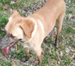 cane_marina_pezzotti