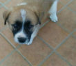 cane_montopoli_p&f