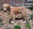 cane_sanitario_Adf