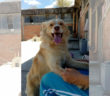 cane_sanitario_di_rieti_adf