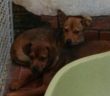 cane_terrorizzati_sanitario_di_rieti_adf