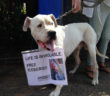 dogo_argentino_animalisti_italiani