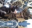 gatti_gattini_marianna_cipitelli