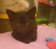 gatto_gattina_margherita_patrizia_brandi