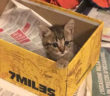 gatto_gattina_miranda_trovatella_adf