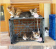gatto_gattini_cecilia_angeletti_2
