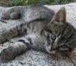 gatto_gattino_adf