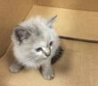 gatto_gattino_casette_motore_auto_fabrizia_giampietri