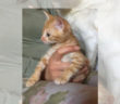 gatto_gattino_mandarino_ptrizia_brandi
