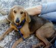 cane_rocco_sanitario_adf