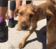 cane_sanitario_rieti_Adf_spinoncino_marrone