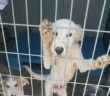 cane_sanitario_rieti_adf_roberta_di_Carlo