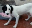 cane_sanitario_scandriglia_rieti_adf