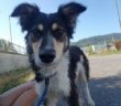 cane_sorridente_sanitario_di_rieti_adf