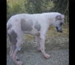 cane_torrita_tiberina_p&f