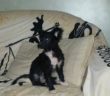 cane_willy_adottato_patrizia_brandi