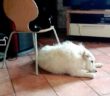 cane_zoe_montisola_adf