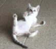 gatto_gattina_cantalupo_p&f