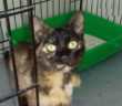 gatto_gattina_raffy_letterio_ivardo