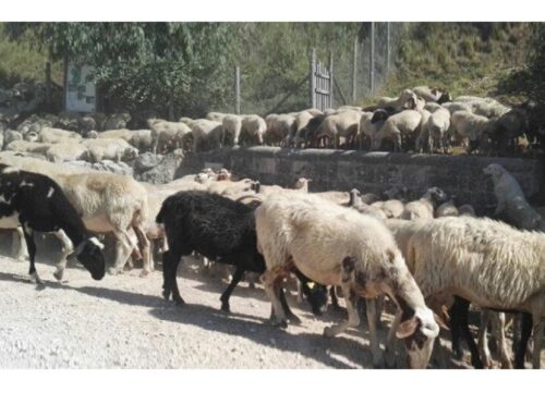 Blue Tongue, Coldiretti Lazio: “Disponibilità immediata contributo smaltimento carcasse, vaccini e indennizzi”