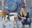 cane_alfio_sanitario_di_rieti