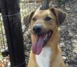 cane_boris_sanitario_di_rieti_adf_2
