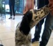 cane_campolonianno_gesuina_lai