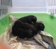 cane_cani_cuccioli_cassonetto_via_pratolungo