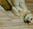 cane_celeste_consuelo_filippi_2