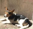 cane_centro_storico_rieti_alessia_fermani