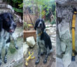 cane_daniela_festuccia_3