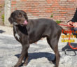 cane_mamma_melody_sanitario_di_rieti_adf