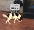 cane_mantello_bianconero_pasticceria_cristallo