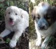 cane_maria_santa_rufina_rieti_adf_2