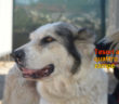 cane_marie_sanitario_di_rieti