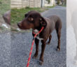cane_melody_sanitario_adf